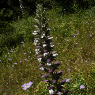 Acanthus spinosus